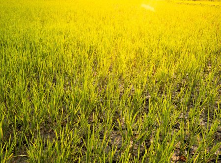 Téléchargez les photos : Gros plan de la jeune rizière verte avec sol sec le matin d'été et ensoleillée au nord de la Thaïlande. - en image libre de droit