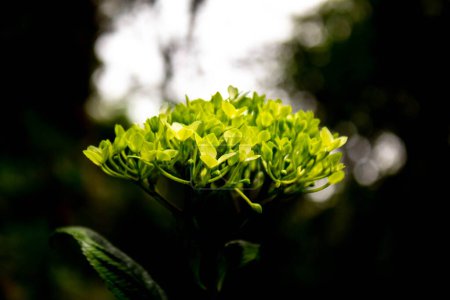 Foto de Primer plano de la flor de hortensia verde en Nature Trail en el pico de la montaña Inthanon en el fondo de la naturaleza Chiang mai, Tailandia. - Imagen libre de derechos