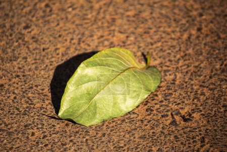 Photo for Close-up of Green leaf placed on the road in garden - Royalty Free Image