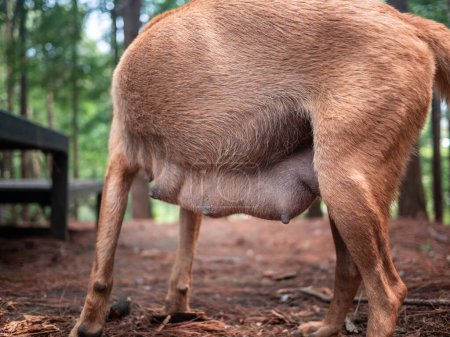 Téléchargez les photos : Le sein de la chienne brune après l'accouchement - en image libre de droit