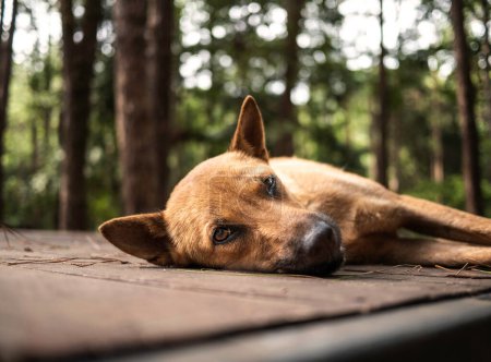 Photo for Brown short-haired dog lying on a wooden floor at a camping spot in a pine forest. - Royalty Free Image