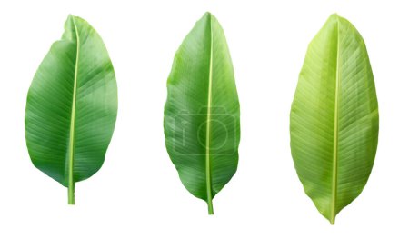 "Fresh banana leaves isolated on white background with clipping path"