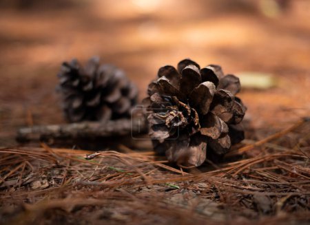 Photo for "Two pine cones fallen on the ground in the forest in a summer day. Relaxation travel concept." - Royalty Free Image