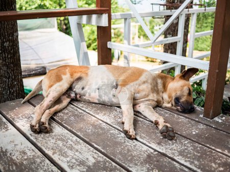 Téléchargez les photos : "Chiens couchés sur le balcon en bois dans le jardin." - en image libre de droit