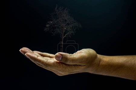 Téléchargez les photos : "main tenant un arbre mort" - en image libre de droit