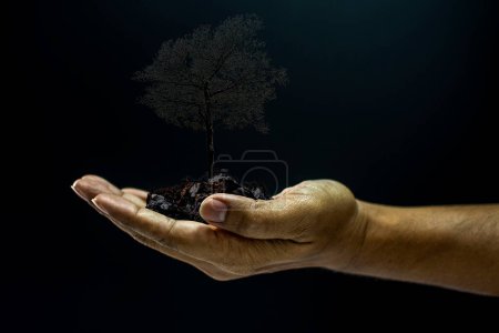 Photo for Hand holding a tree on balck background - Royalty Free Image