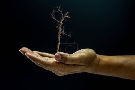 Téléchargez les photos : "main tenant un arbre mort" - en image libre de droit