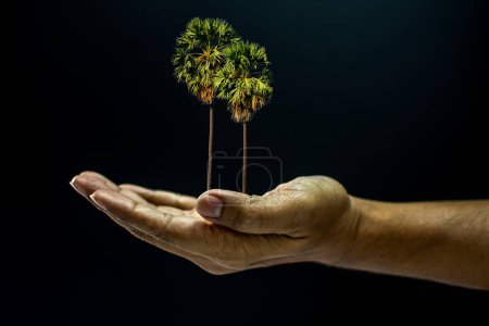 Téléchargez les photos : "Main tenant Borassus flabellifer palmier
" - en image libre de droit
