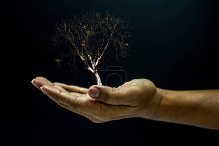 Photo for "Hand holding a dead tree" - Royalty Free Image