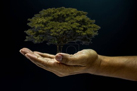 Téléchargez les photos : Main tenant un arbre sur fond noir - en image libre de droit