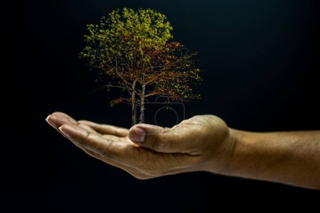 Hand holding a tree on balck background