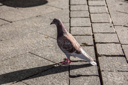 Photo for Pecking pigeon on marketplace on street - Royalty Free Image