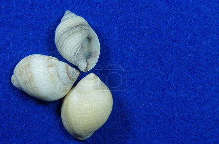 Photo for Three seashells on blue background - Royalty Free Image