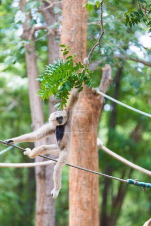 Téléchargez les photos : Gibbon blanc balançant au zoo - en image libre de droit
