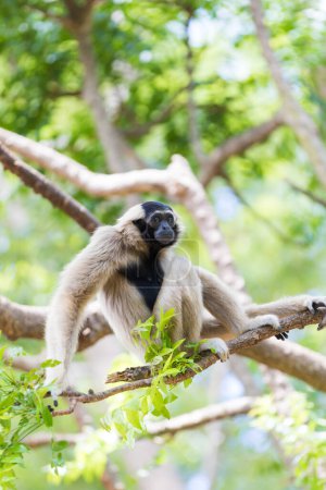 Photo for White gibbon sitting on a branch - Royalty Free Image