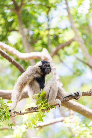 Téléchargez les photos : Gibbon blanc assis sur une branche - en image libre de droit
