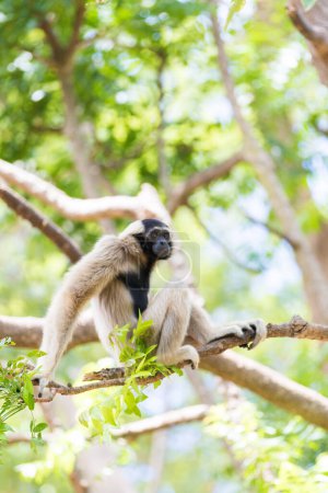 Weißes Gibbon sitzt auf einem Ast