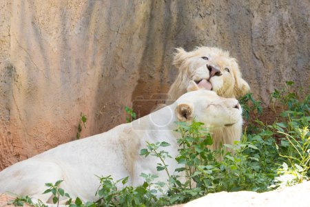 Téléchargez les photos : Le lion blanc mâle et femelle se reposant dans la journée - en image libre de droit