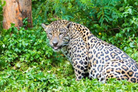 Téléchargez les photos : Jaguar sur le fond vert de la forêt - en image libre de droit