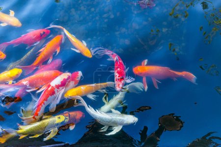 Téléchargez les photos : Carpes koï poisson japonais natation - en image libre de droit