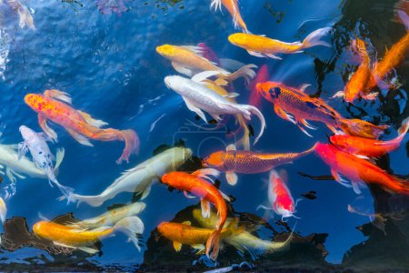 Foto de Koi Carps Fish Natación japonesa - Imagen libre de derechos