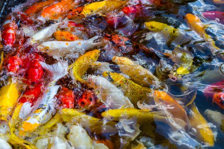 Téléchargez les photos : Carpes koï poisson japonais natation - en image libre de droit