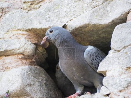 Téléchargez les photos : Pigeon domestique animal sur fond de nature - en image libre de droit