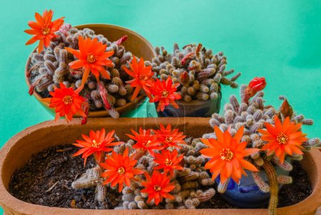 Photo for Flowering cacti plants in pots - Royalty Free Image