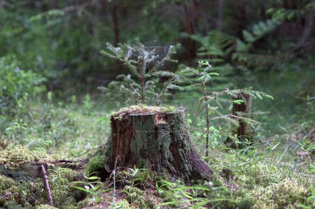 Téléchargez les photos : Cône de pin dans la forêt - en image libre de droit