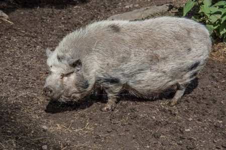 Photo for Woolly hairy pig in the mud - Royalty Free Image