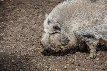 Téléchargez les photos : Porc poilu laineux dans la boue - en image libre de droit