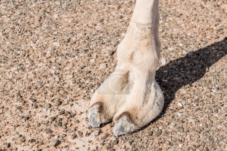 Foto de Camel feet in Sharjah Emirates, UAE - Imagen libre de derechos