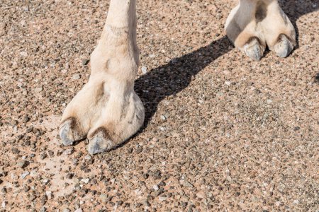 Photo for Camel feet in Sharjah Emirates, UAE - Royalty Free Image