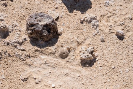 Téléchargez les photos : Oursin fossile trouvé à Rock Garden, Duqm, Sultanat d'Oman - en image libre de droit