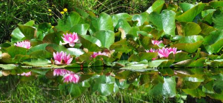 Photo for Waterlilies on the pond - Royalty Free Image