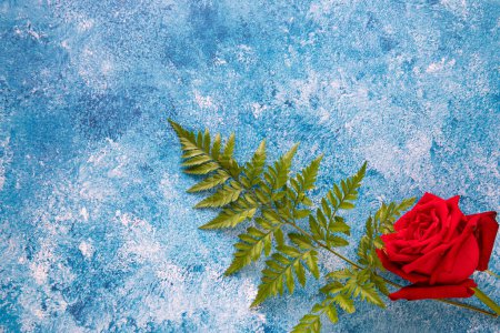 Foto de Rosa roja sobre fondo de pintura acrílica azul - Imagen libre de derechos