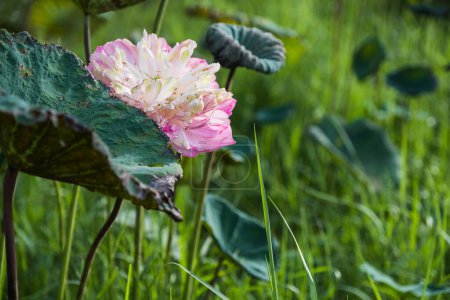 Foto de Hermosa flor de loto en el estanque - Imagen libre de derechos