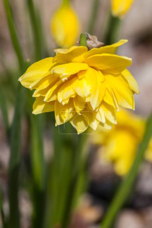 Photo for Daffodil (narcissus) 'Pencrebar'  growing in garden - Royalty Free Image