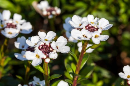 Téléchargez les photos : Iberis sempervirens 'Snowflake', fleurs blanches poussant dans le jardin - en image libre de droit