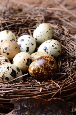 Photo for Close-up view of quail nest with eggs - Royalty Free Image