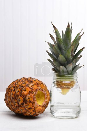 Photo for The Rooting a Pineapple - Royalty Free Image