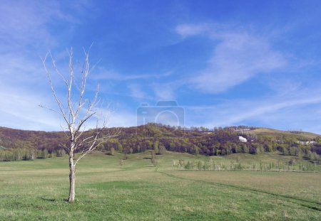 Téléchargez les photos : Paysage dramatique de pelouse printanière avec arbre mort - en image libre de droit