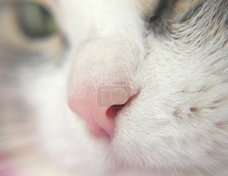 Foto de Bonita vista de cerca de la nariz de gato - Imagen libre de derechos