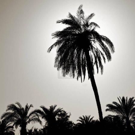 Téléchargez les photos : Silhouette d'un grand palmier dans la lumière arrière, photographié sur la plage d'Aqaba, Jordanie - en image libre de droit