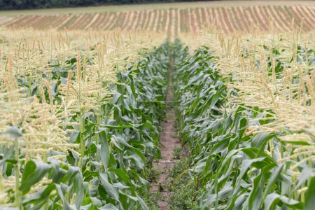 Foto de Vista del campo de maíz - Imagen libre de derechos