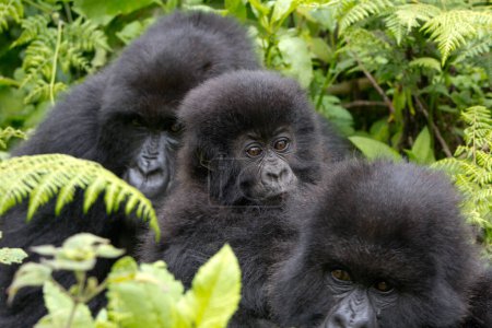 Téléchargez les photos : Trois gorilles dans la forêt - en image libre de droit