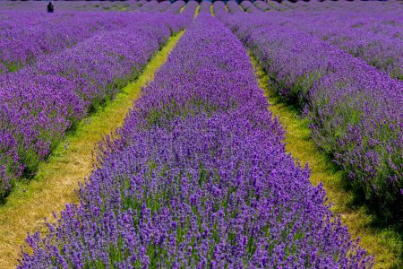 Photo for Rows of lavender plants on a farm in England - Royalty Free Image