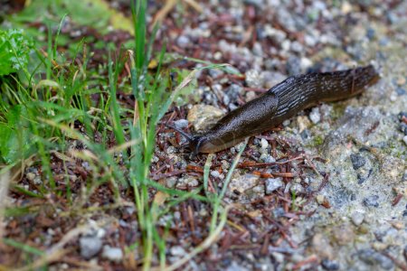 Photo for A large black slug  on nature background - Royalty Free Image