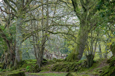 Téléchargez les photos : Troupeau de daims timides à Cornwall, Royaume-Uni - en image libre de droit