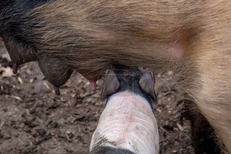 Photo for Saddleback piglet feeding  on background, close up - Royalty Free Image